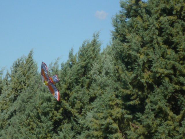 p1000643.jpg