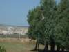p1000645_small.jpg